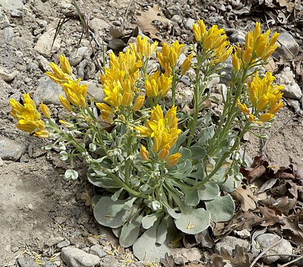 BLADDERPOD-OIL.jpg