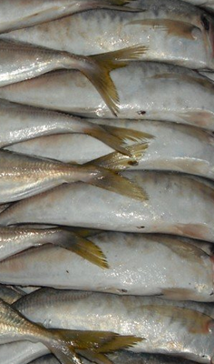 FROZEN-HORSE-MACKEREL-FISH.png