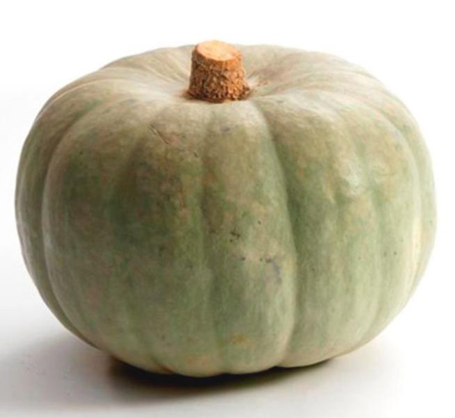 PRINCE-SQUASH.jpg